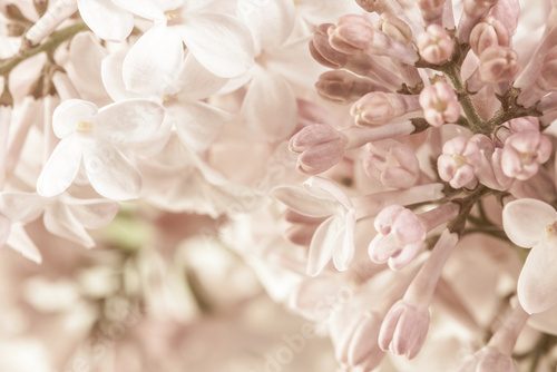 Pale pink beige neutral color little lilac flowers and closed buds on blur floral background for wedding invitation or romantic wallpaper macro