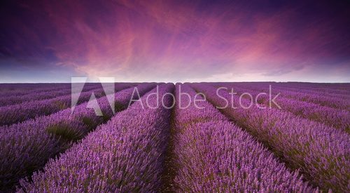 Stunning lavender field landscape Summer sunset
