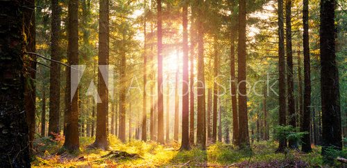 Silent Forest in spring with beautiful bright sun rays