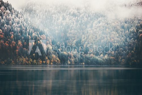 Foggy Coniferous Forest and lake wild landscape Travel serene scenic view