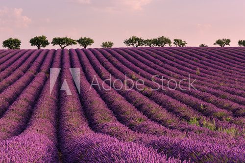 Lilac sunrise at summer lavender field near Valensole, Provence, France