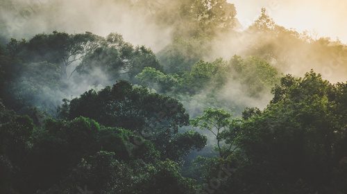 tropical rainforest landscape, forest scenic with jungle tree in green nature, beautiful wild wood foliage plant over the mountain, leaf with rain water, environment park background for travel