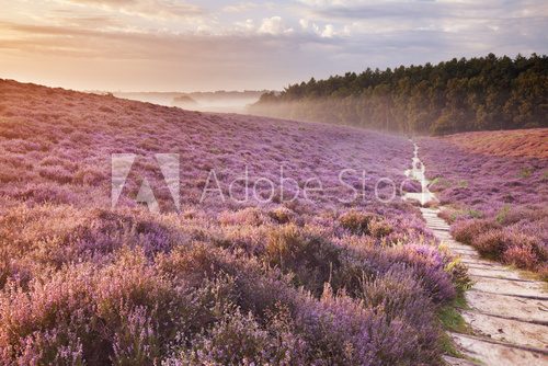 Path through blooming heather at sunrise, Posbank, The Netherlan