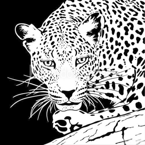 leopard