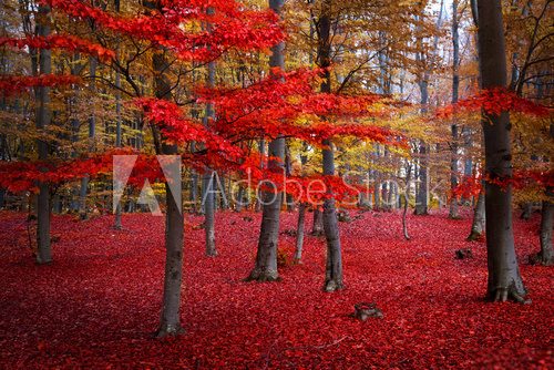 Red trees in the forest during fall