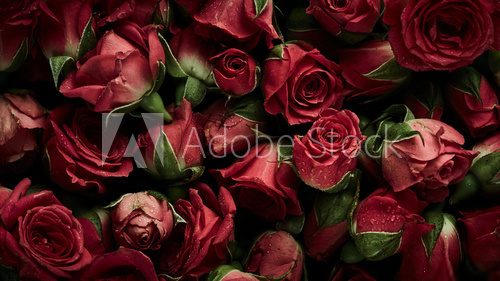 Roses background with drops of water