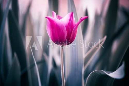 red tulip closeup