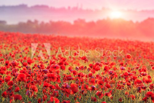 red poppy field in morning mist