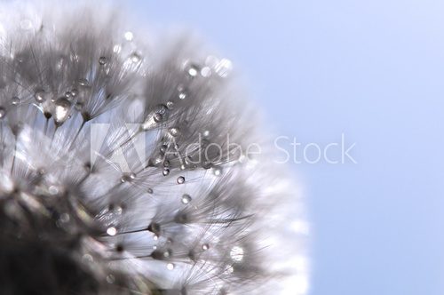 Dandelion with water drops