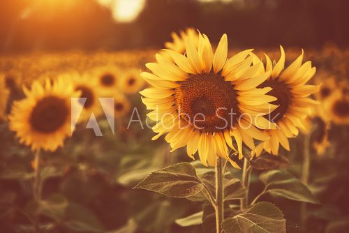 sunflower in the fields with sunlight in sunset