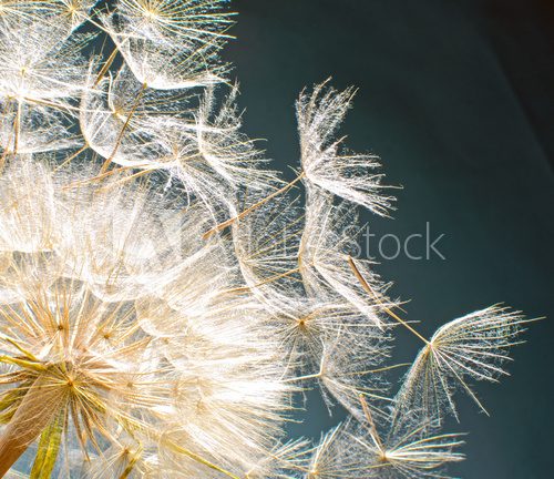 Pusteblume: Ich wünsche mir ....