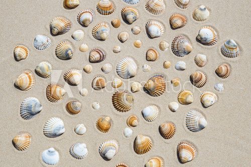 Conchiglie sulla spiaggia
