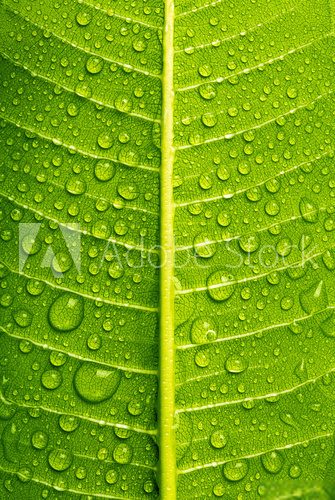 Water Drops On Green Leaf Background, close up