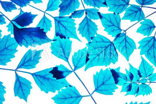 Closeup art tone of fresh blue leaves isolated on white background