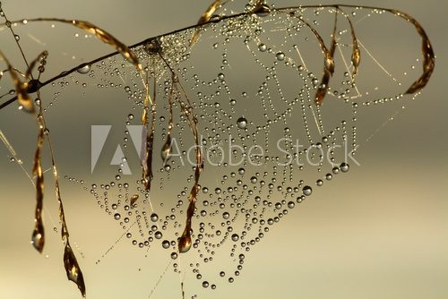 web in dew