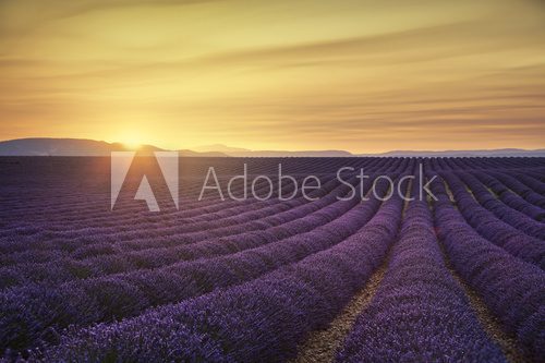 Lavender flower blooming fields endless rows on sunset. Valensol