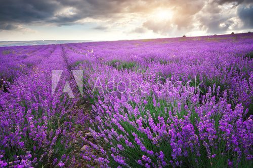 Meadow of lavender.