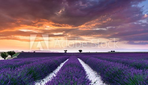 couché de soleil sur un champ de lavande