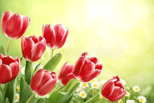 Red tulips