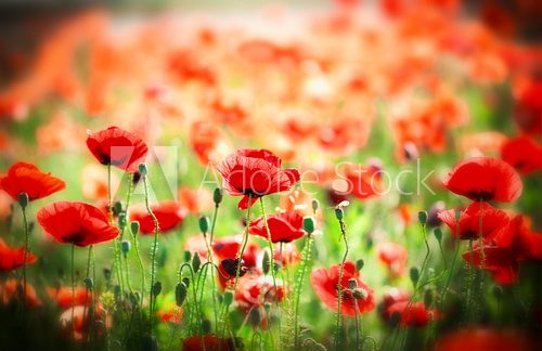 Poppy flower in the meadow