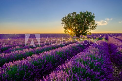 Tree in lavender field at sunset in Provence, France