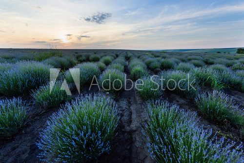 Photo of purple flowers in a lavender field in bloom at sunset, moldova