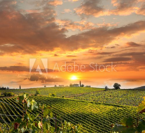 Chianti, famous vineyard in Italy