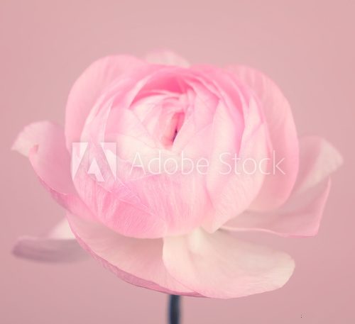 Close up of beautiful soft pink ranunculus flower