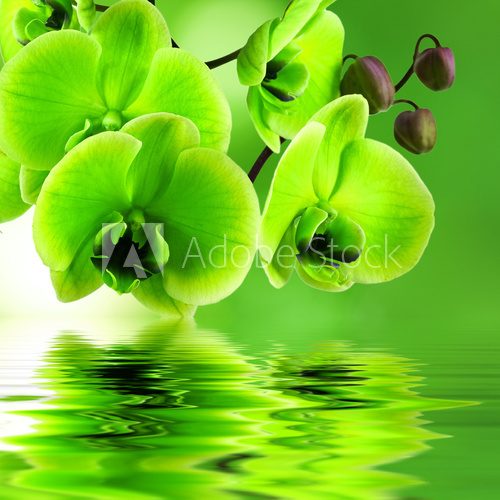 natural floral background, spa concept