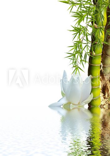 bambou asiatique et lotus blanc
