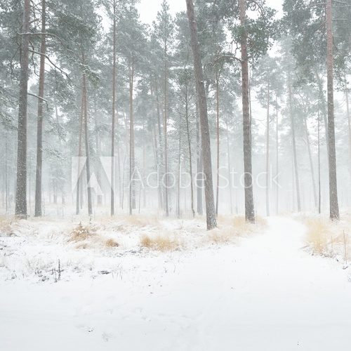 Winter wonderland in a snowy pine forest