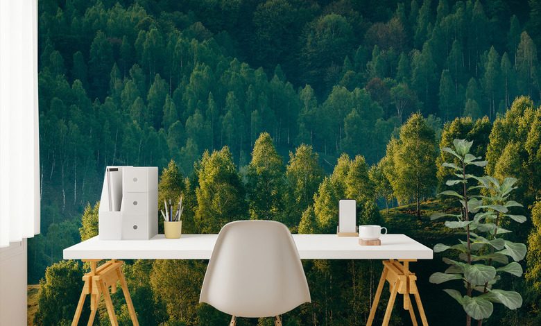 lesna glebia z widokiem na drzewa fototapety krajobraz fototapety demural